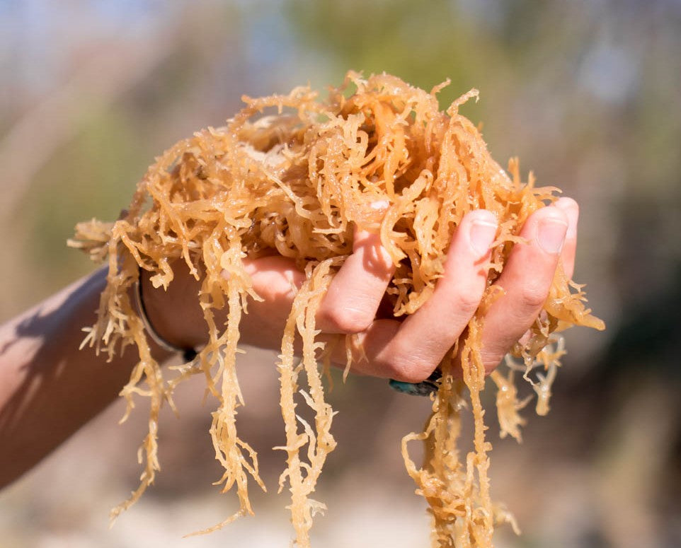 How Sea Moss Helps Women Going Through Menopause
