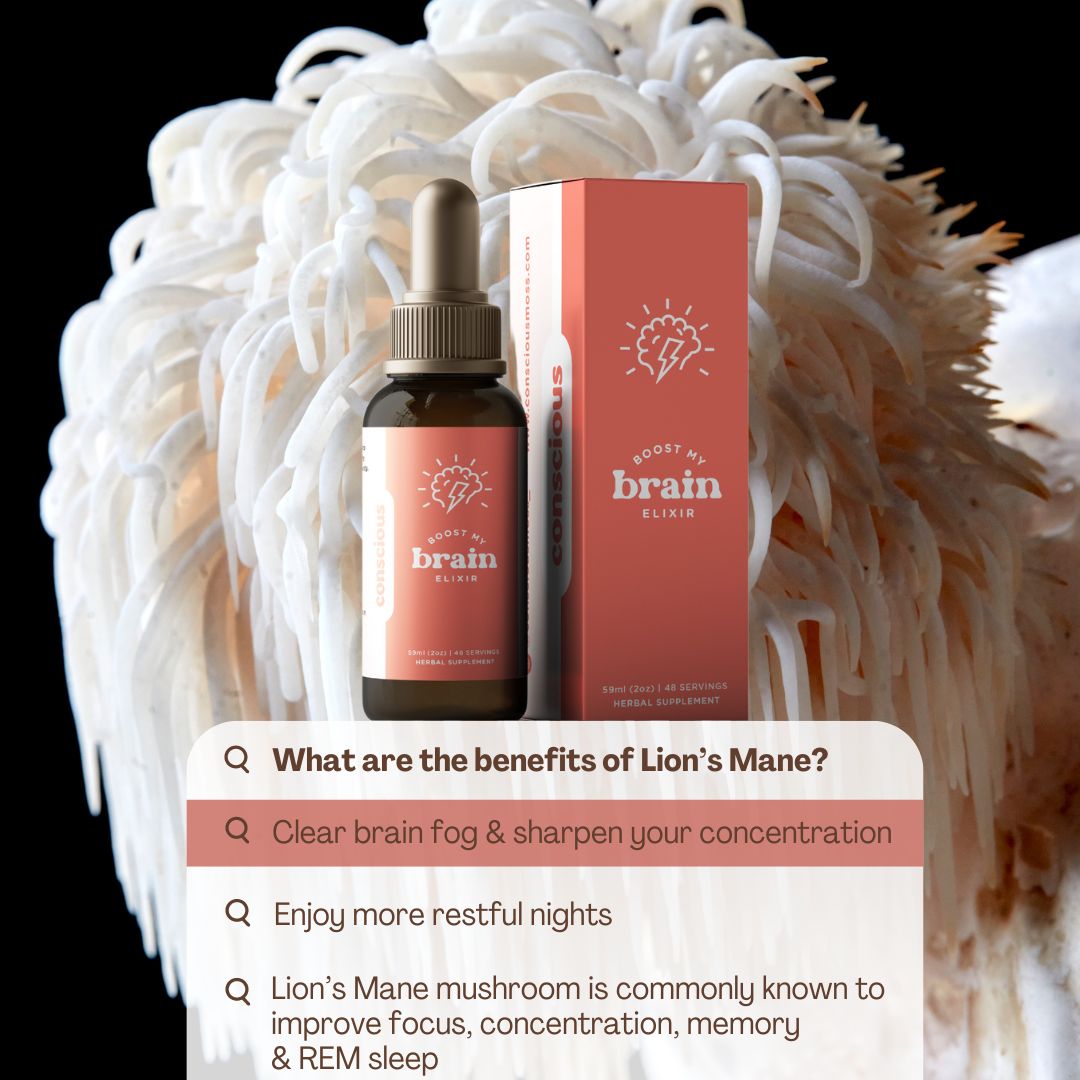 BOOST MY BRAIN | Lions Mane Mushroom Extract