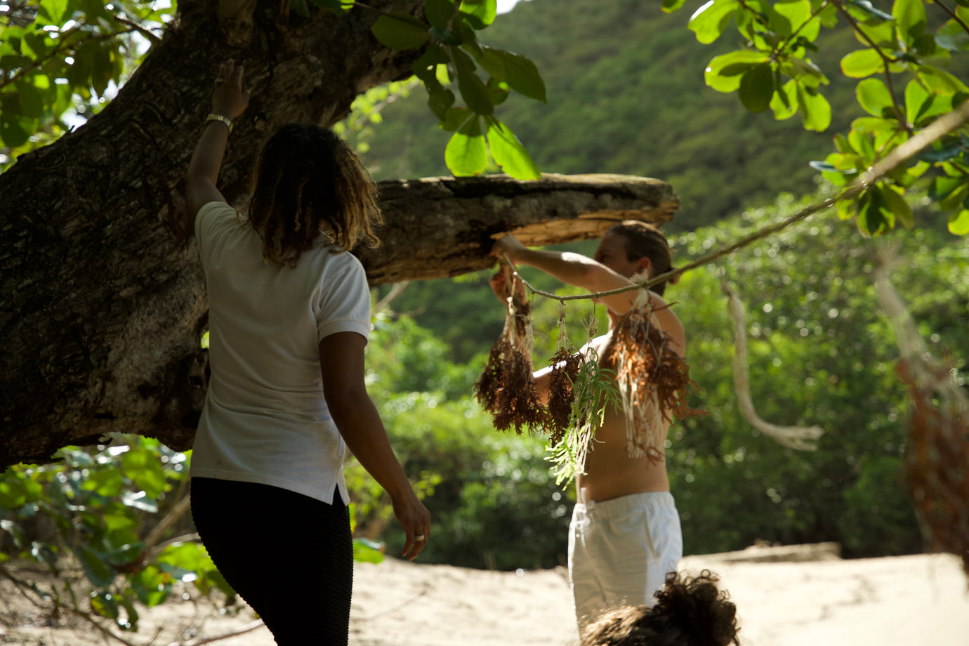 Sea Moss: Pool-Grown vs Wildcrafted vs Wild-Harvested: Unraveling the Differences