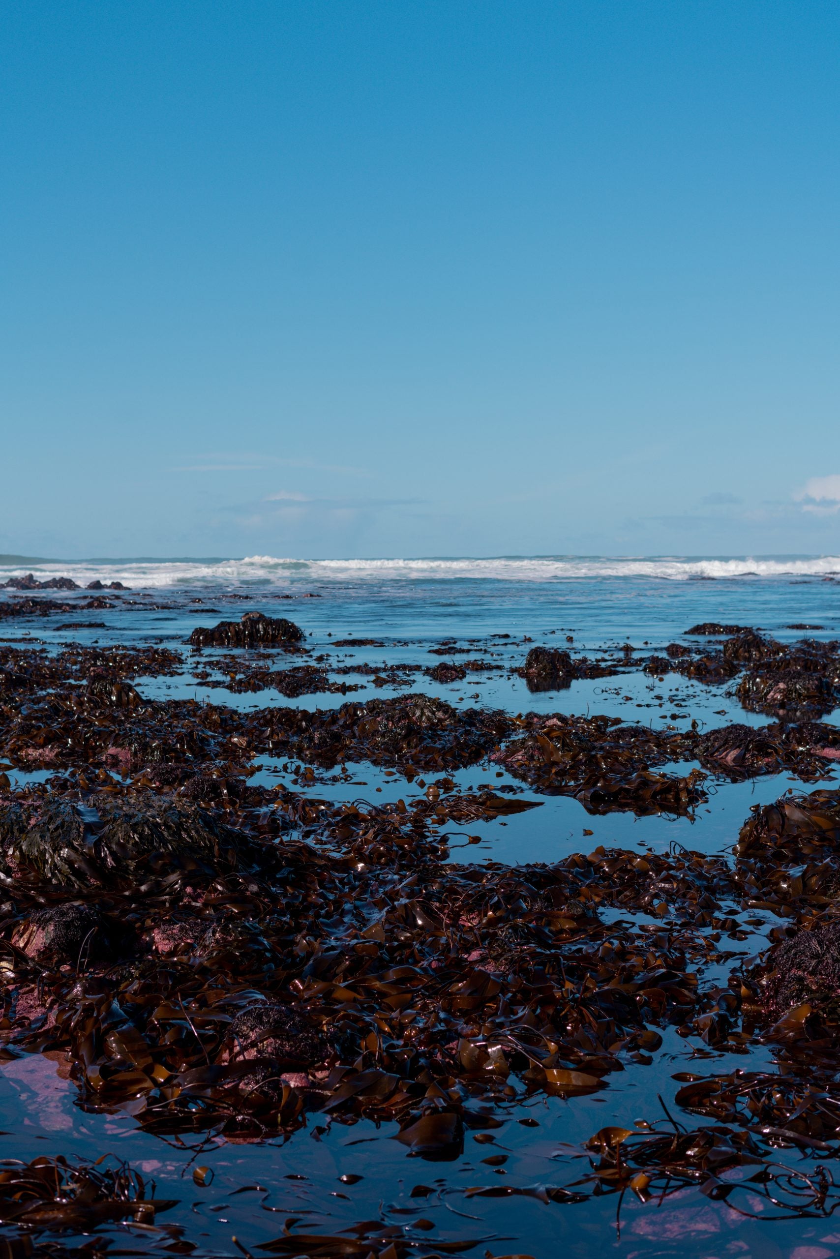 Organic Irish Sea Moss Leaf (Chondrus Crispus)