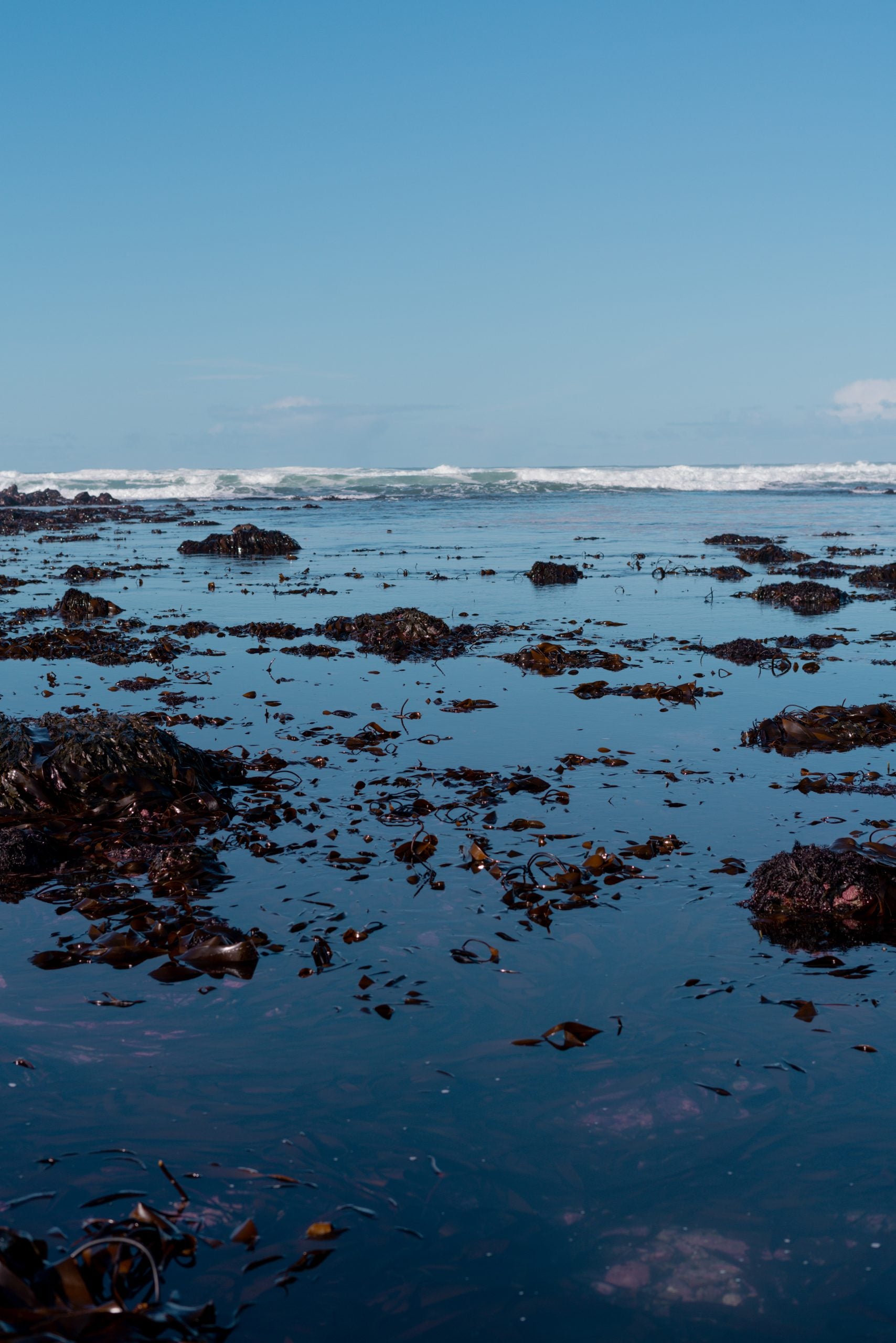 Organic Irish Sea Moss Leaf (Chondrus Crispus)